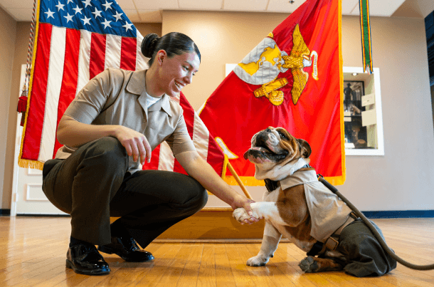 A Marine in uniform smiles while shaking hands with a Marine Corps bulldog mascot, symbolizing the tradition and spirit behind military mascots.