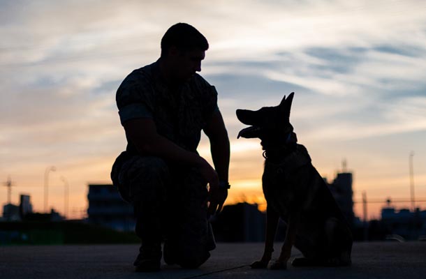 Celebrate National K9 Veterans Day