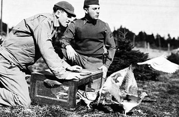 Military service members release a pigeon